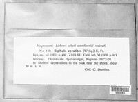 Image of Siphula ceratites